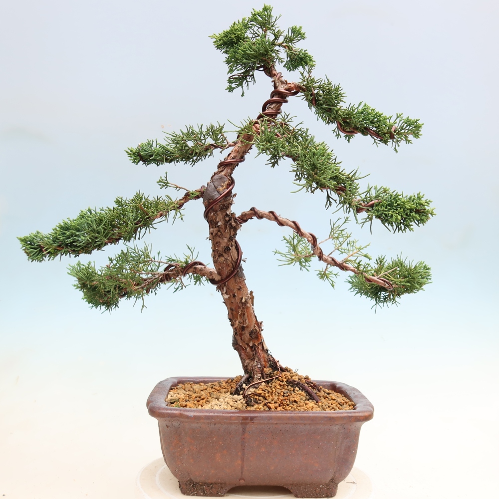Kültéri bonsai - Juniperus chinensis Kishu