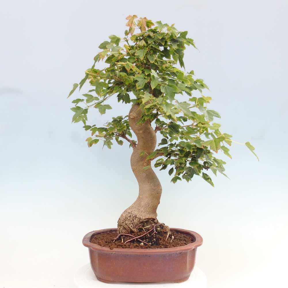 Kültéri bonsai - Acer Buergerianum - Burger juhar