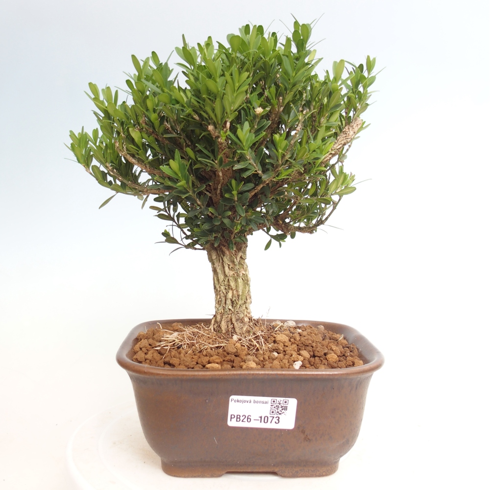 Szobai bonsai - Buxus harlandii - parafa buxus