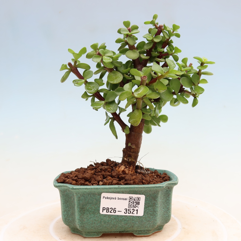 Szoba bonsai - Portulakaria Afra - Tlustice