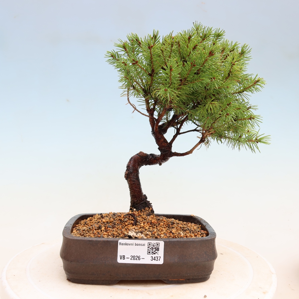 Kültéri bonsai – Szürke lucfenyő – Picea glauca globe