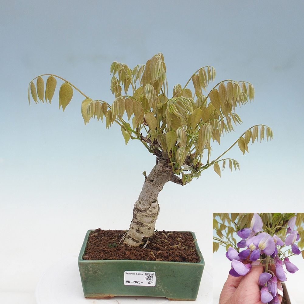 Kültéri bonsai - Wisteria floribunda