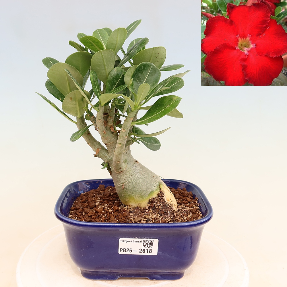 Szobabonsai – Adenium obesum Red Star – Sivatagi rózsa
