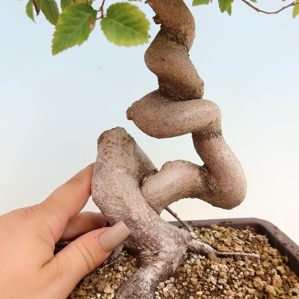 Kültéri bonsai -Carpinus CARPINOIDES - Koreai gyertyánfa