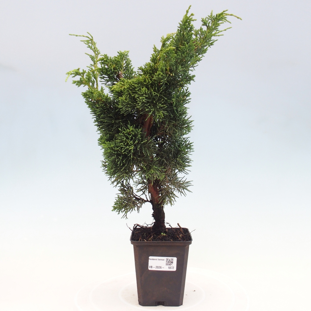 Kültéri bonsai - Juniperus chinensis Kishu