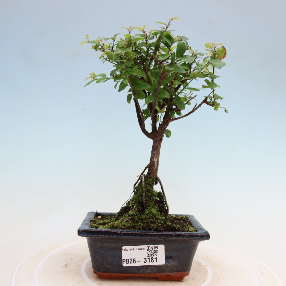 Szobai bonsai - Sageretia thea - Sageretia thea