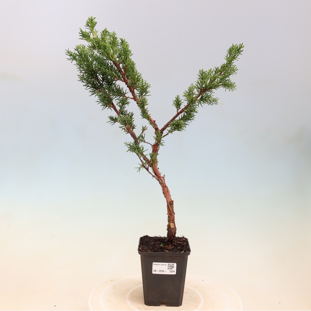 Kültéri bonsai - Juniperus chinensis Kishu
