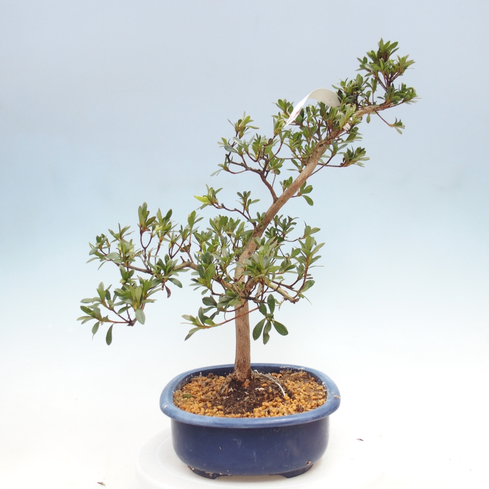Kültéri bonsai - Japán azálea - Azalea Senhime