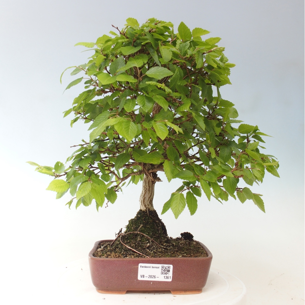 Kültéri bonsai -Carpinus CARPINOIDES - Koreai gyertyánfa