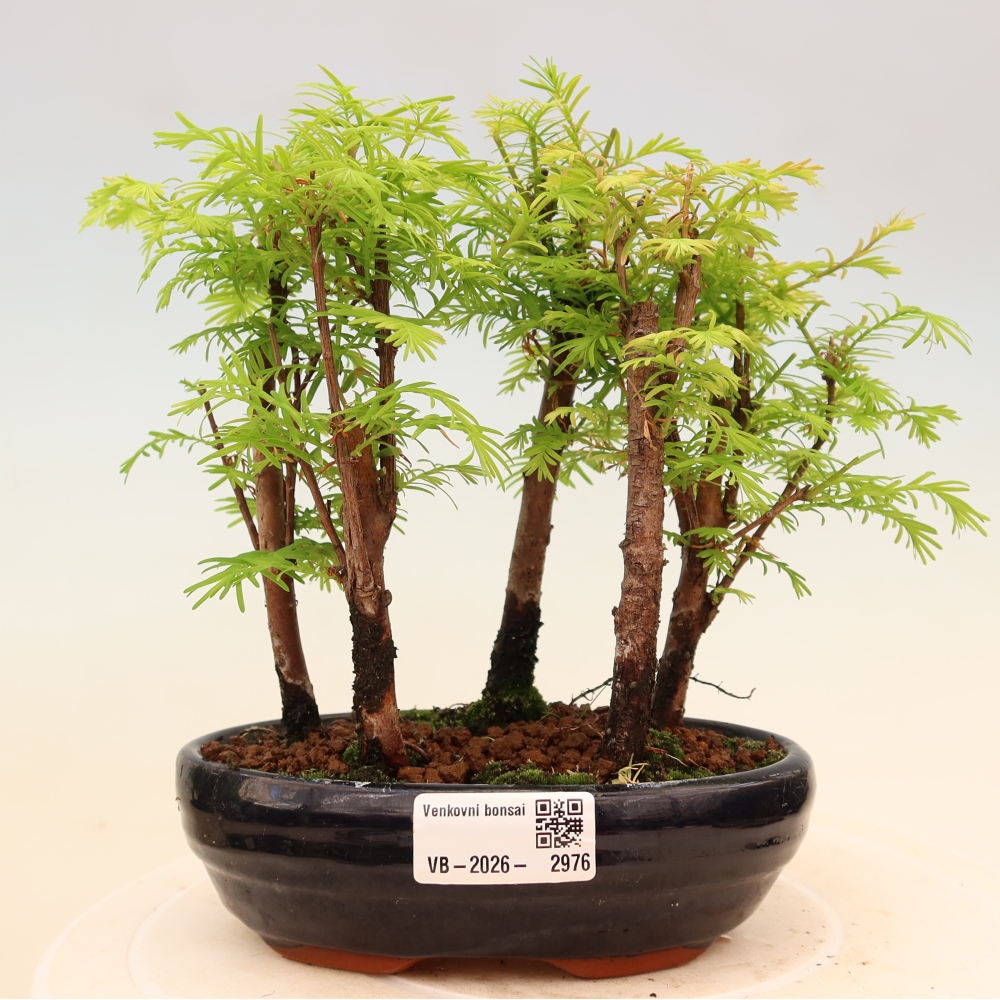 Kültéri bonsai – Metasequoia glyptostroboides – kínai metasequoia – kis erdő