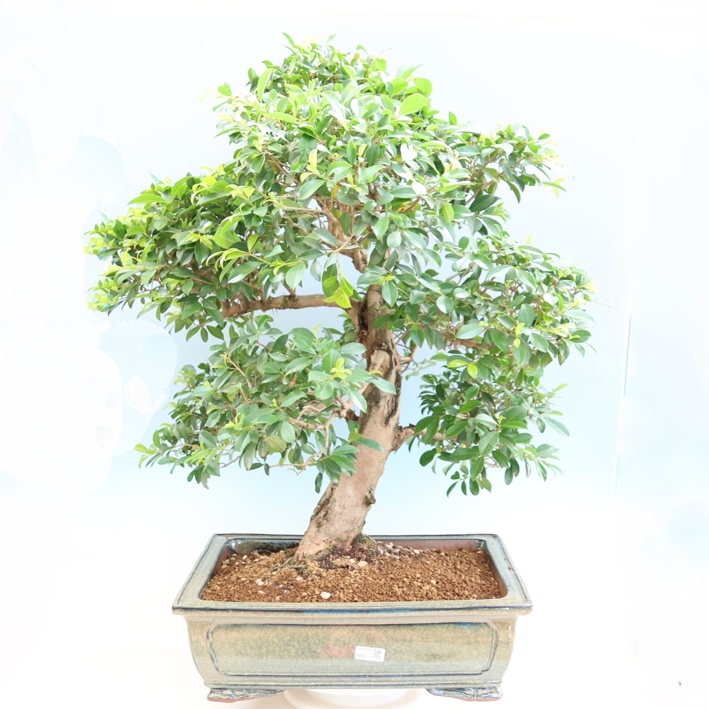 Szobai bonsai - Ausztrál cseresznye - Eugenia uniflora
