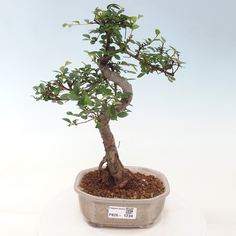 Szobai bonsai - Ulmus parvifolia - Kislevelű szilfa