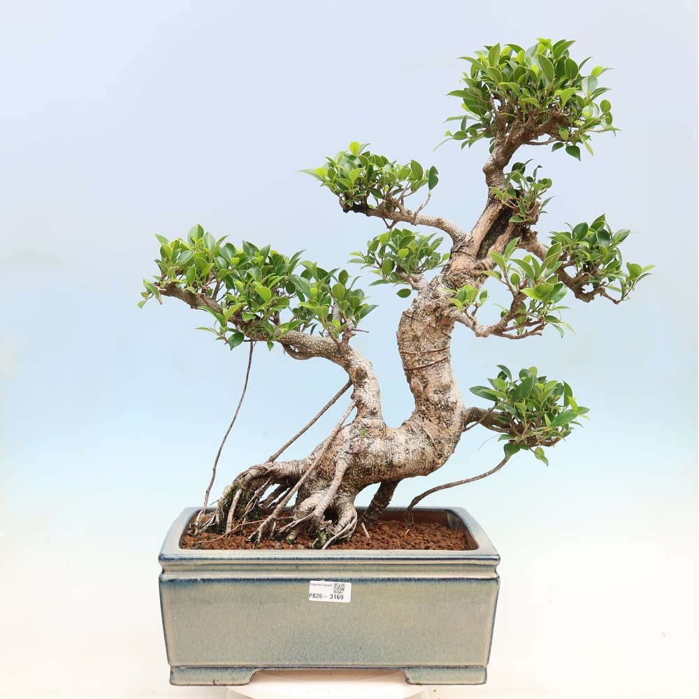 Szobai bonsai - Ficus kimmen - kislevelű fikusz