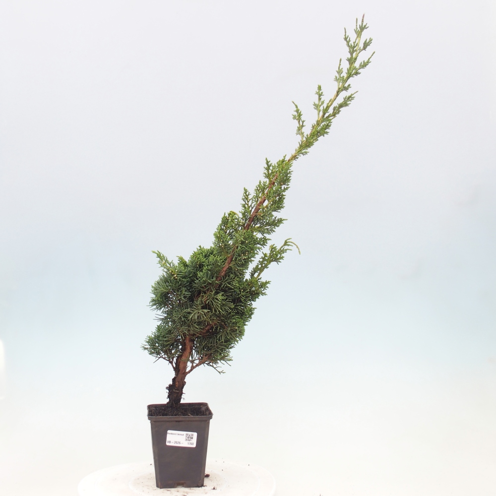 Kültéri bonsai - Juniperus chinensis Kishu