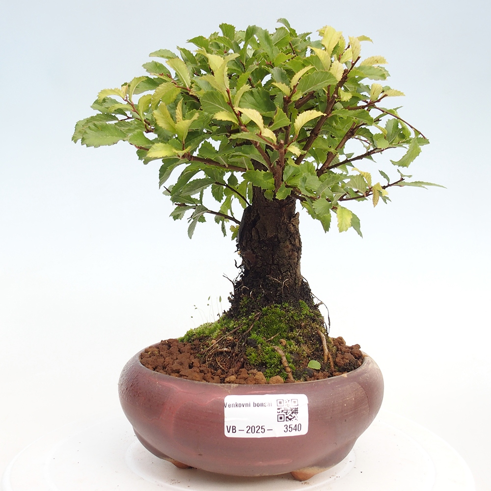 Kültéri bonsai - Zelkova - Zelkova NIRE