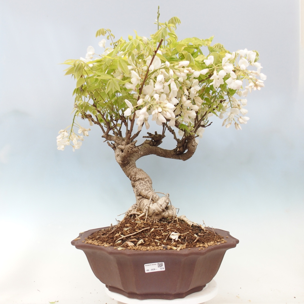 Kültéri bonsai - Vistaria - Wisteria