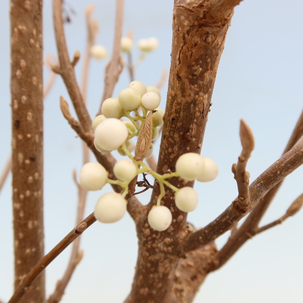 Kültéri bonsai – Callicarpa bodinieri Snowqueen – Gyönyörűtermésű bokor