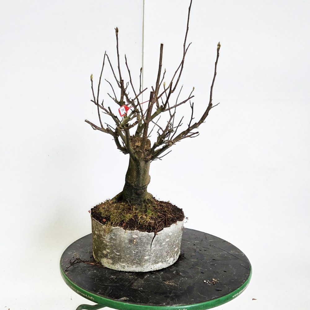 Kültéri bonsai - magnólia - Šácholan