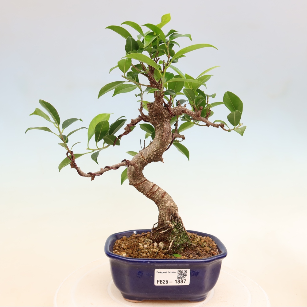 Szobai bonsai - Ficus retusa - kislevelű fikusz