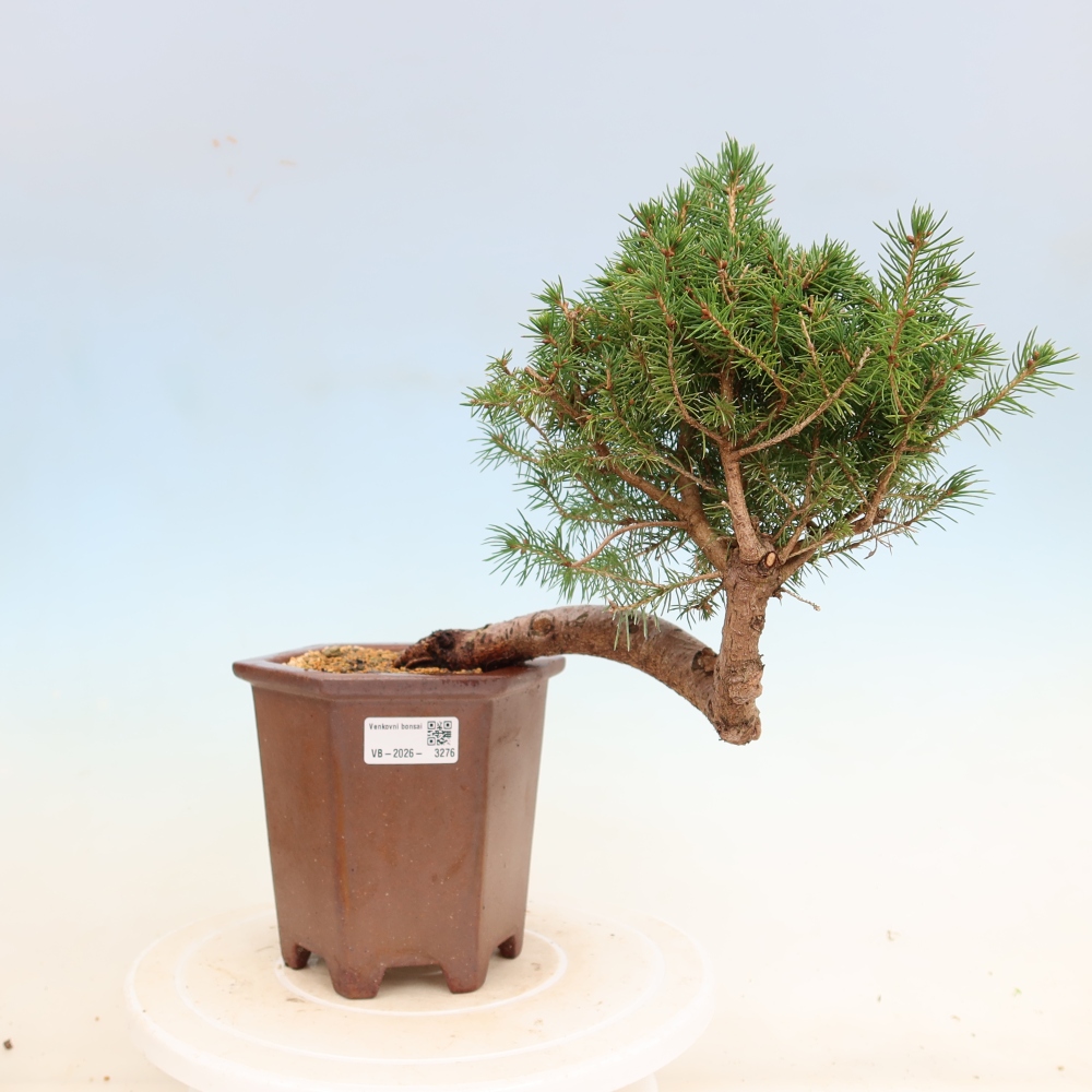 Kültéri bonsai - lucfenyő - Picea glauca globe