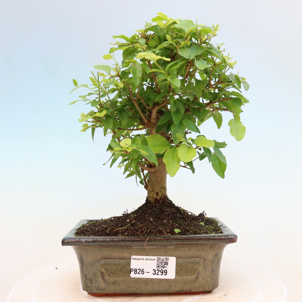 Szobai bonsai -Ligustrum chinensis - Madárcsőr