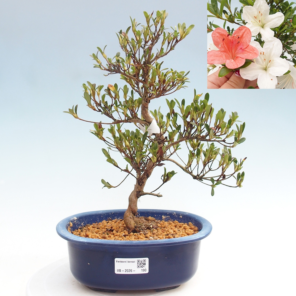 Kültéri bonsai - japán azálea - Azalea Matsunami