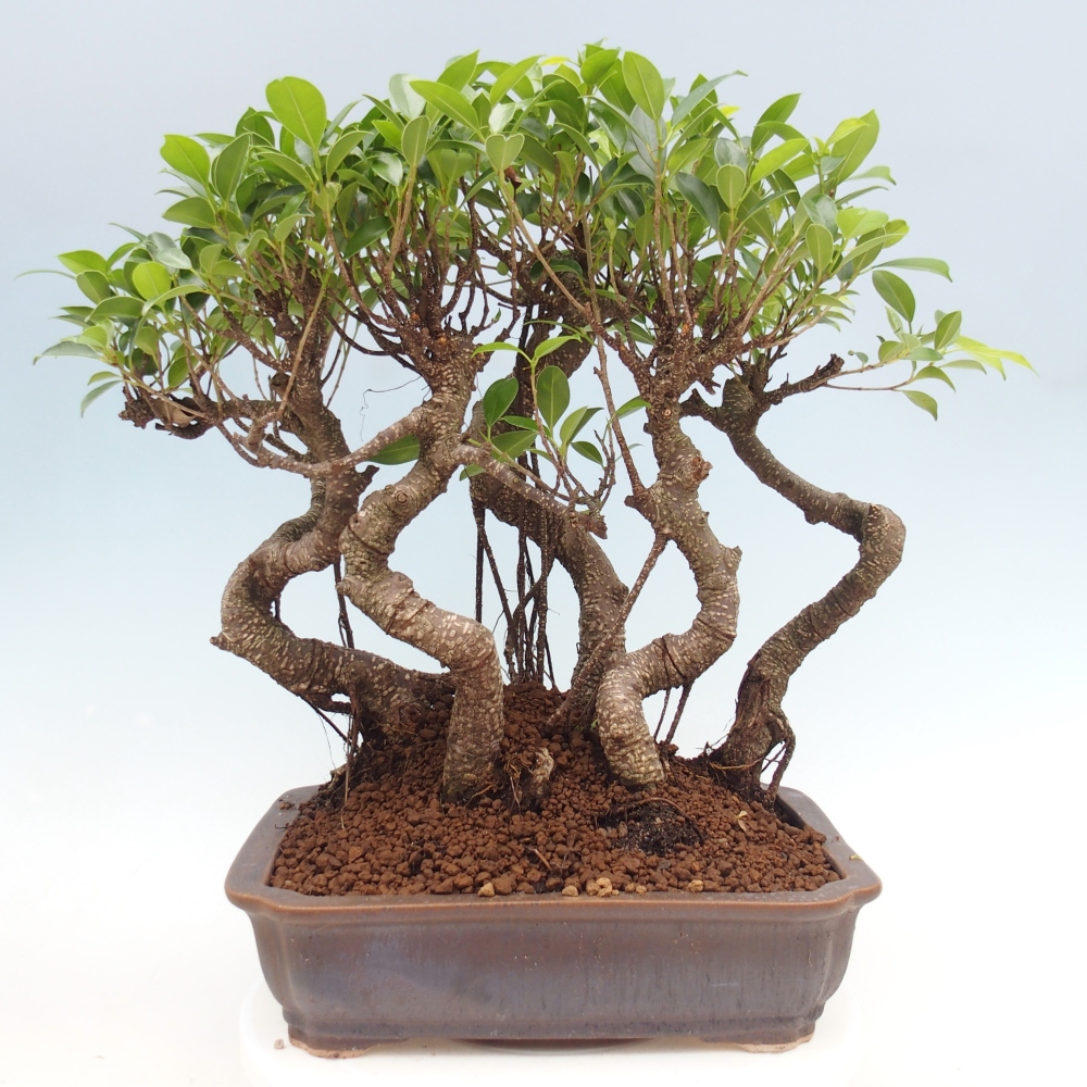 Szobai bonsai - Ficus kimmen - kislevelű fikusz