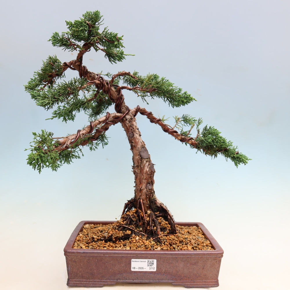 Kültéri bonsai - Juniperus chinensis Kishu