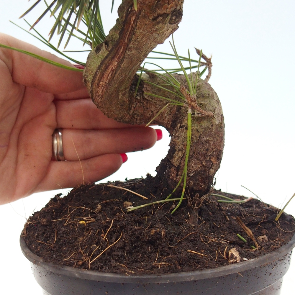 Kültéri bonsai - Pinus thunbergii senjyumaru - Thunberg fenyő