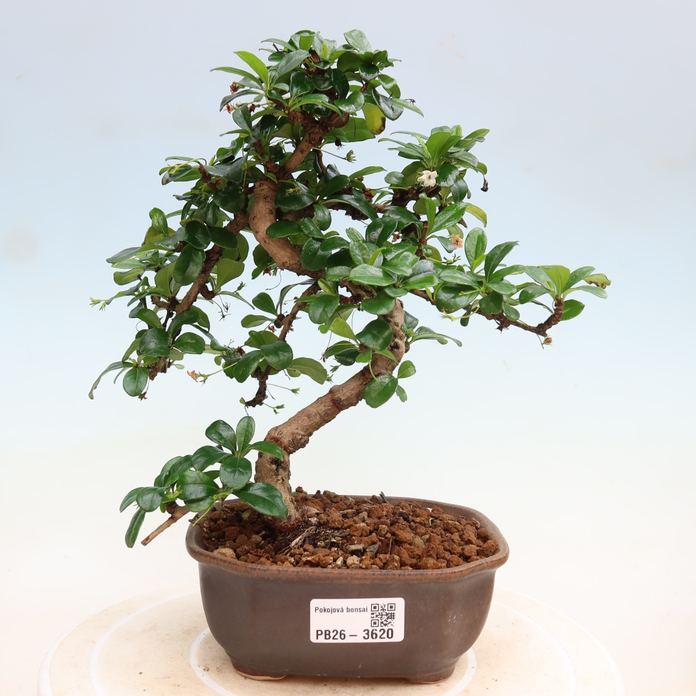 Szobai bonsai - Carmona macrophylla - Tea fuki