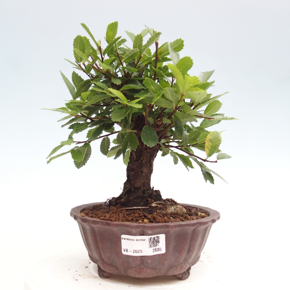 Kültéri bonsai - Zelkova - Zelkova NIRE