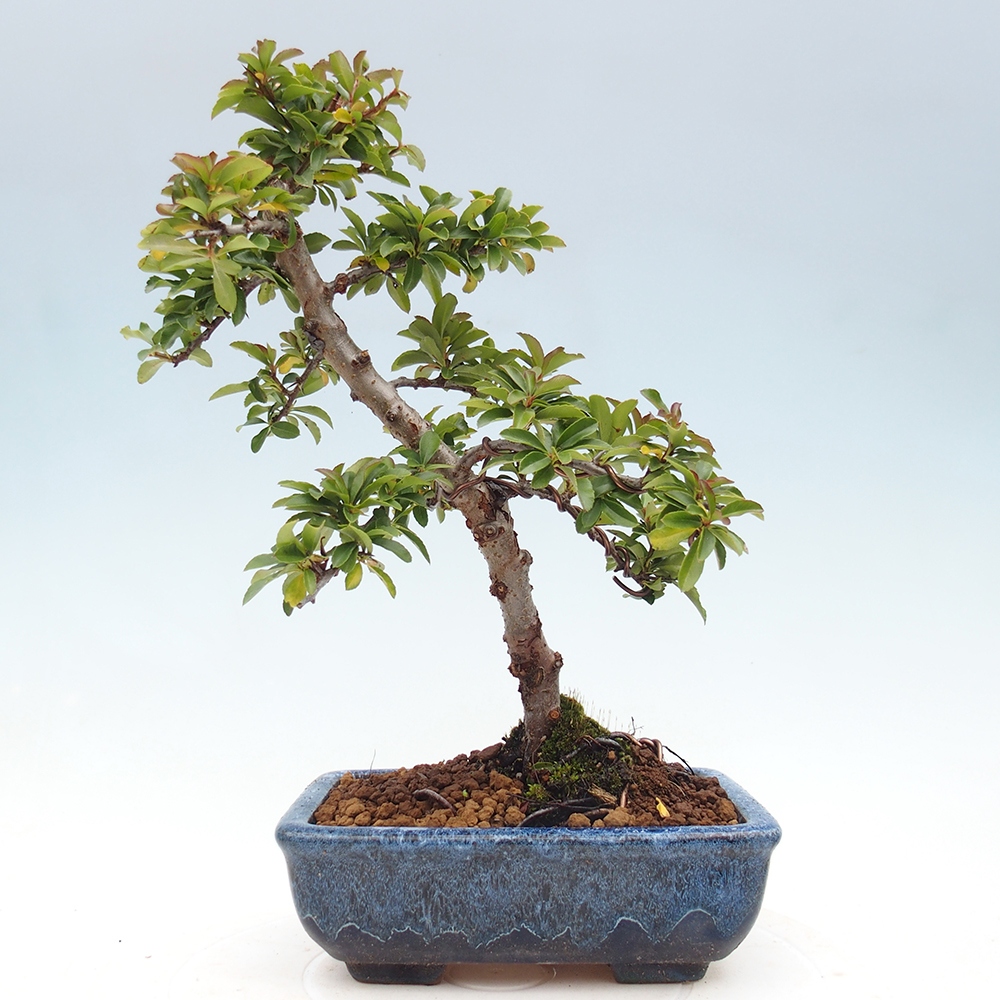 Kültéri bonsai-Pyracantha Teton - Hlox