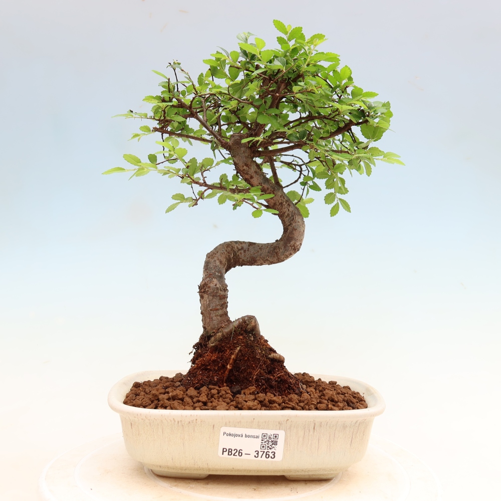 Szobai bonsai - Ulmus parvifolia - Kislevelű szilfa