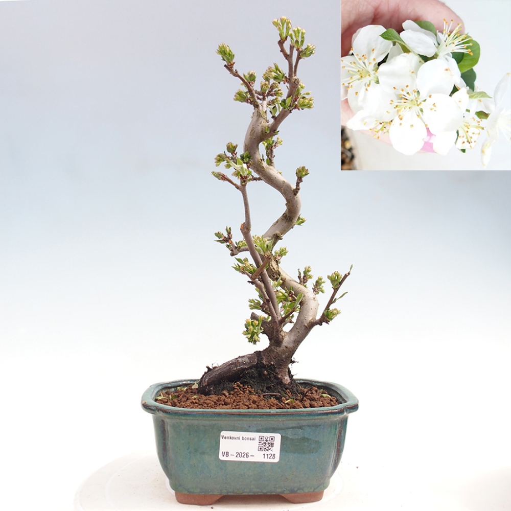 Kültéri bonsai - Malus sargentii - Kis gyümölcsű almafa