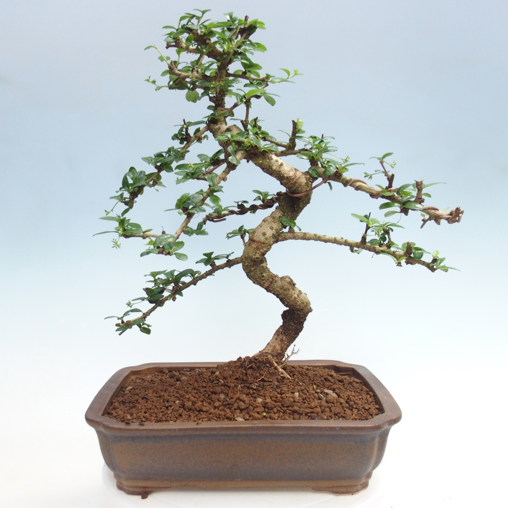 Szobai bonsai - Carmona macrophylla - Tea fuki