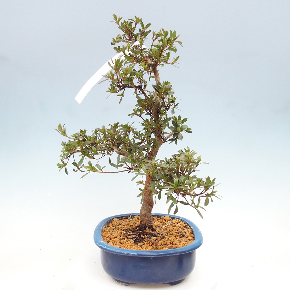 Kültéri bonsai - Japán azálea - Azalea Reiko