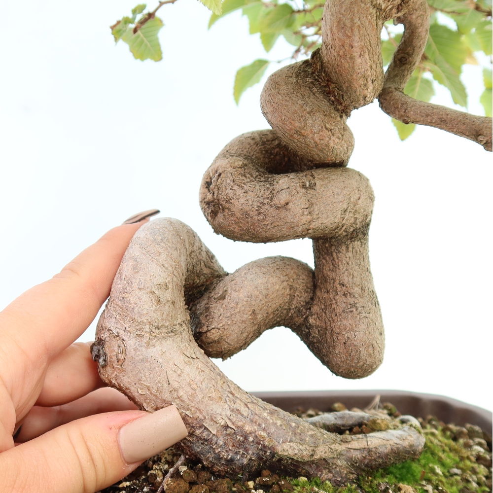 Kültéri bonsai -Carpinus CARPINOIDES - Koreai gyertyánfa