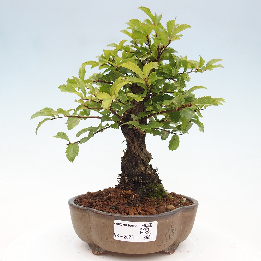 Kültéri bonsai - Zelkova - Zelkova NIRE
