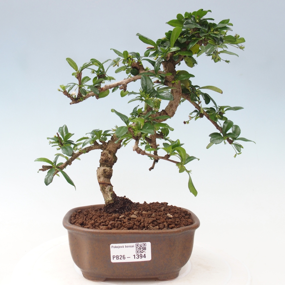Szobai bonsai - Carmona macrophylla - Tea fuki