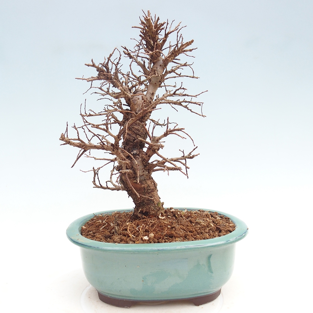 Kültéri bonsai - Zelkova - Zelkova NIRE