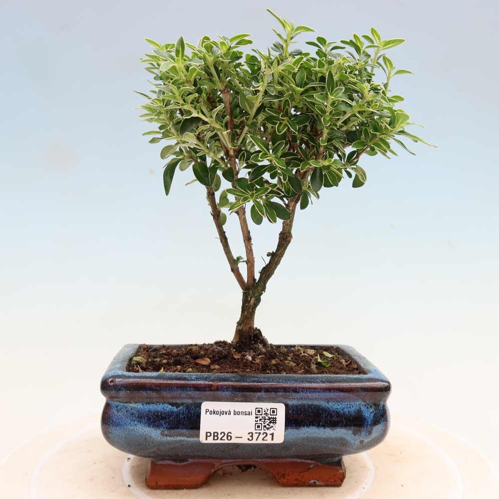 Szobai bonsai - Serissa foetida Variegata - Az ezer csillag fája