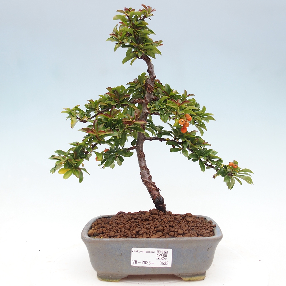 Kültéri bonsai-Pyracantha Teton - Hlox