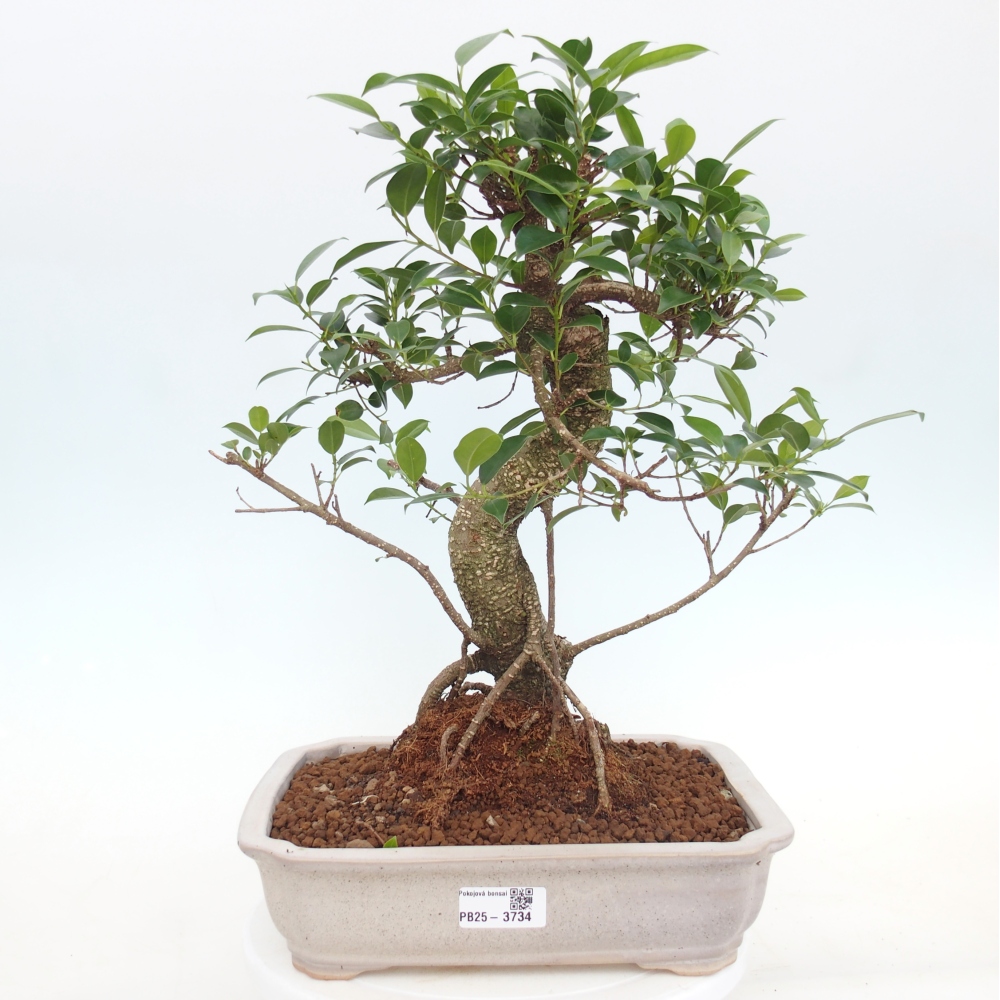 Szobai bonsai - Ficus kimmen - kislevelű fikusz