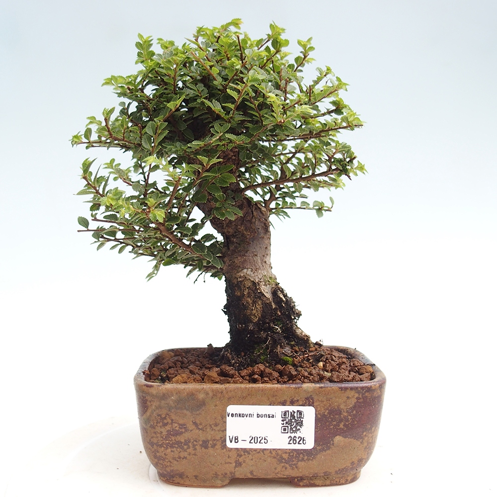 Kültéri bonsai - Ulmus parvifolia Hokkaido - Kínai szil - Ulmus parvifolia Hokkaido