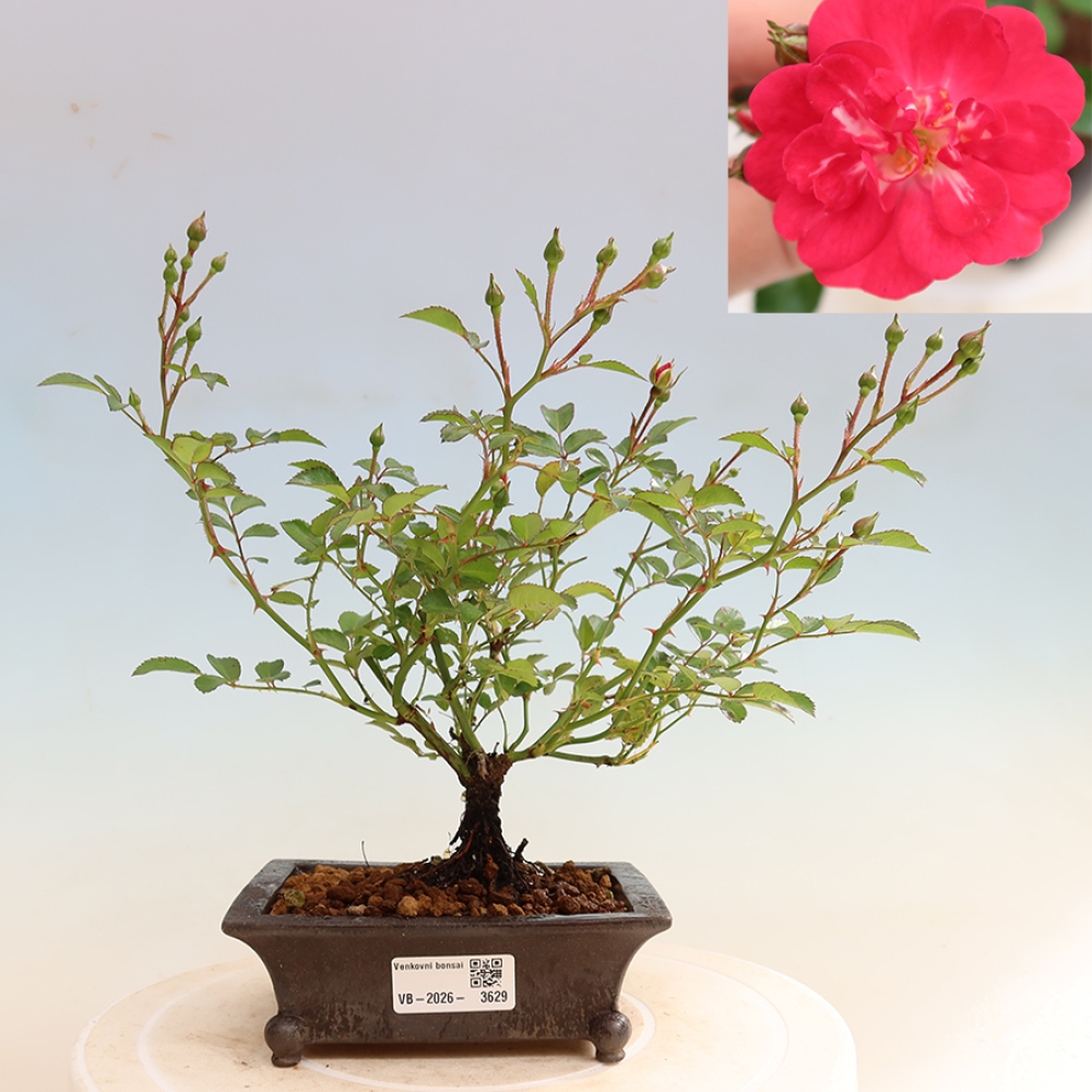 Kültéri bonsai - Rosa Kordes - rózsa