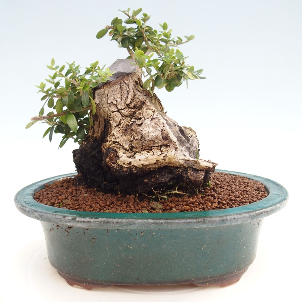 Beltéri bonsai - Olea europaea sylvestris