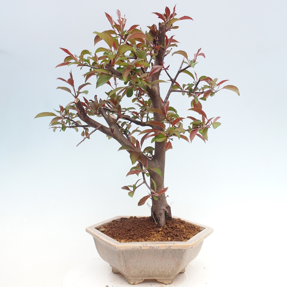 Kültéri bonsai -Malus domestica - Kis gyümölcsű piros levelű almafa
