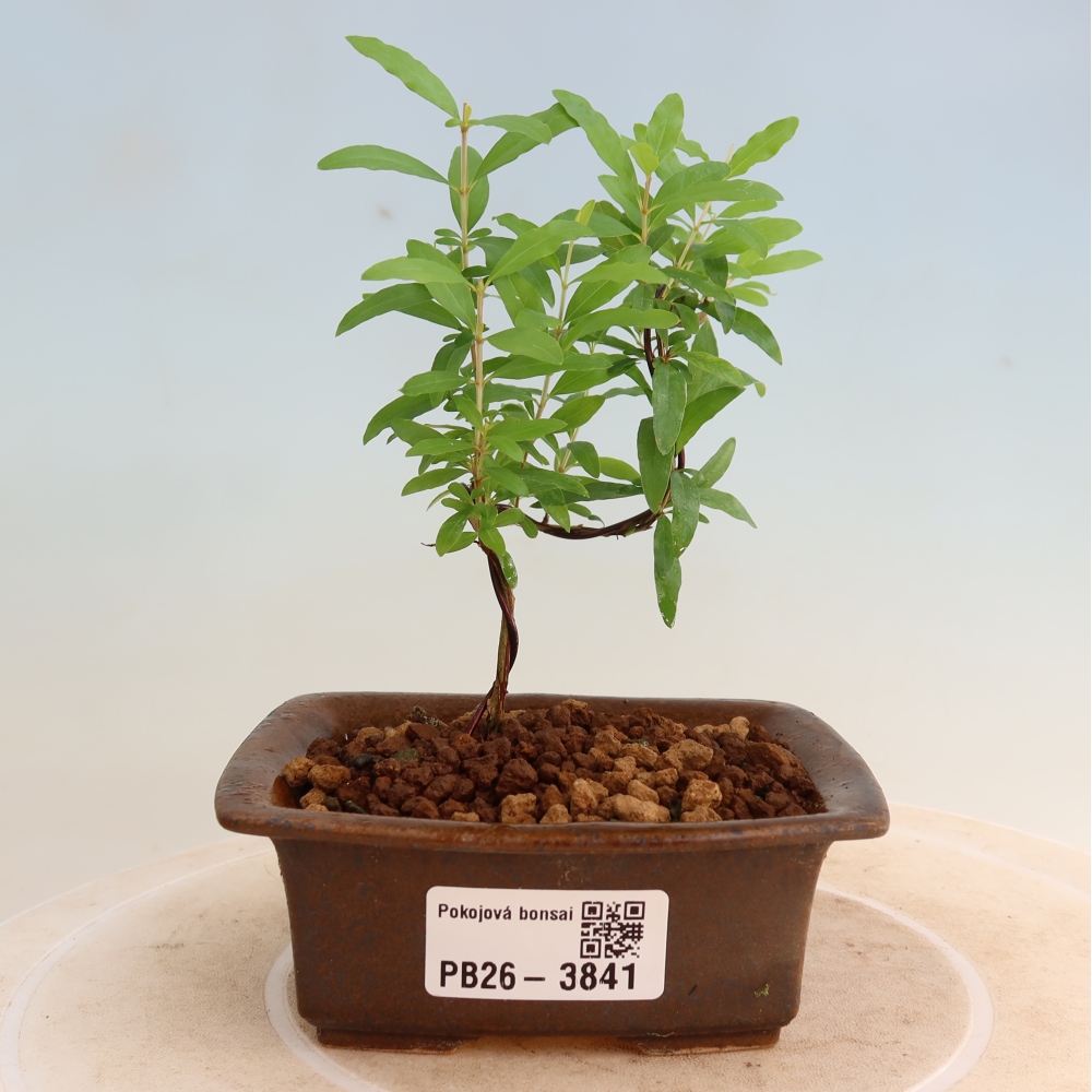 Szobai bonsai-PUNICA granatum nana-gránátalma