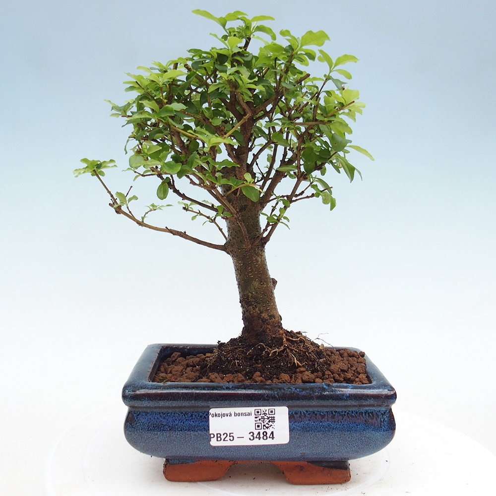 Szobai bonsai -Ligustrum chinensis - Madárcsőr