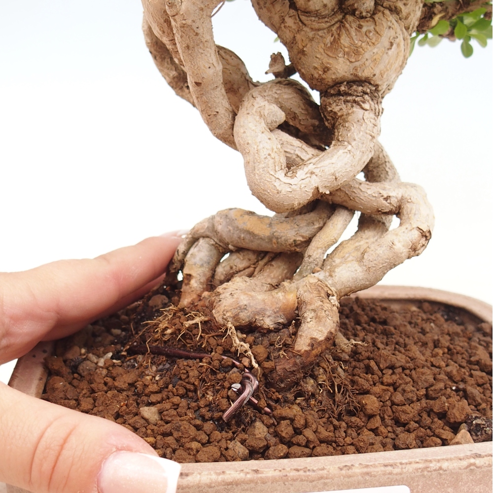 Kültéri bonsai - Berberis coreana